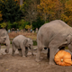 Three elephants line up in front of a large gourd at the Copenhagen Zoo. The largest elephant appears to be sniffing the gourd.